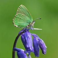 Green Hairstreak 7 OLYMPUS DIGITAL CAMERA